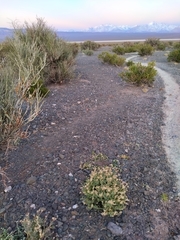 Cistanthe densiflora