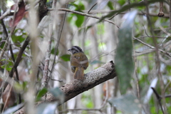 Arremonops chloronotus