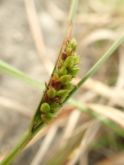Carex crawei