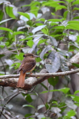 Onychorhynchus coronatus