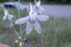 Delphinium treleasei
