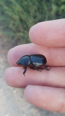 Pentodon algerinus dispar