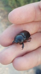 Pentodon algerinus dispar