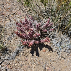 Micropuntia pulchella