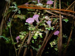 Phyllobaeis imbricata