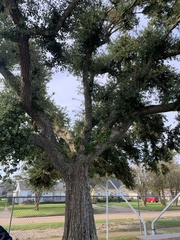Quercus virginiana