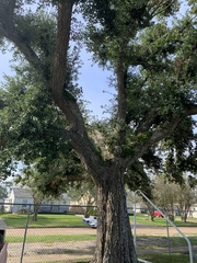 Quercus virginiana