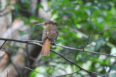 Onychorhynchus coronatus