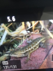 Sceloporus occidentalis