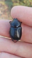 Pentodon algerinus dispar