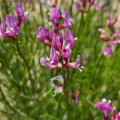 Astragalus toanus