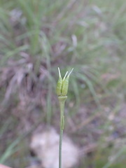 Delphinium treleasei