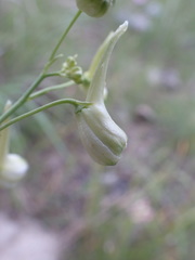 Delphinium treleasei
