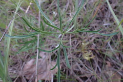 Delphinium treleasei
