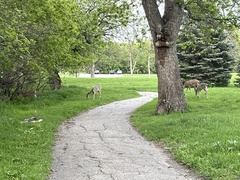 Odocoileus virginianus