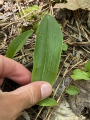 Platanthera clavellata