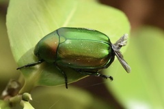 Anomala virens