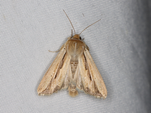 Wheat Head Armyworm photo 6
