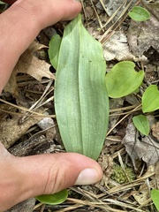 Platanthera clavellata