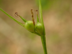 Carex jamesii