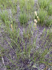 Carex siccata