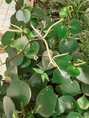 Peperomia