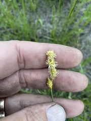 Carex siccata
