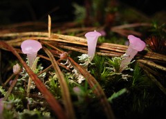 Phyllobaeis imbricata