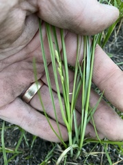 Carex siccata