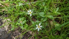 Sabatia calycina
