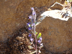 Phacelia humilis