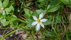 Sabatia calycina