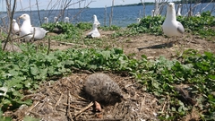 Larus delawarensis