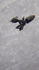 Technomyrmex vitiensis