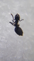 Technomyrmex vitiensis