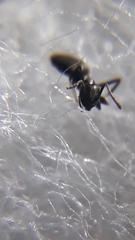 Technomyrmex vitiensis