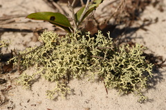 Cladonia leporina