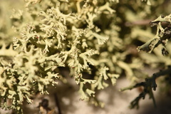 Cladonia leporina