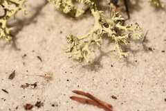 Cladonia leporina