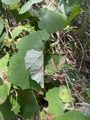 Desmia funeralis