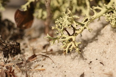Cladonia leporina