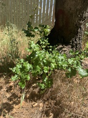 Coccifera