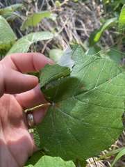 Desmia funeralis