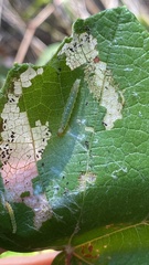 Desmia funeralis