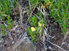 Diplacus grandiflorus