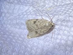 Micrathetis