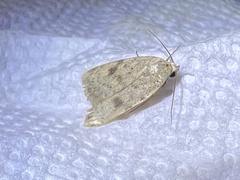 Micrathetis