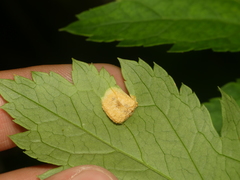 Puccinia recondita