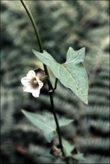 Calystegia marginata