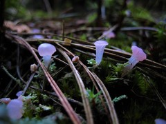 Phyllobaeis imbricata